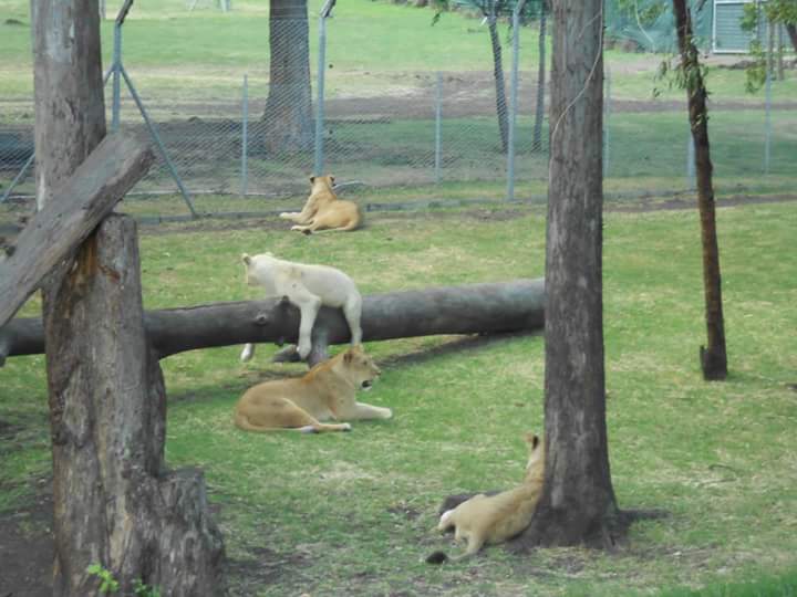 https://d3r8gwkgo0io6y.cloudfront.net/upload/casela bird park 1.jpg